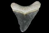 Serrated, Fossil Megalodon Tooth - Bone Valley, Florida #145109-1